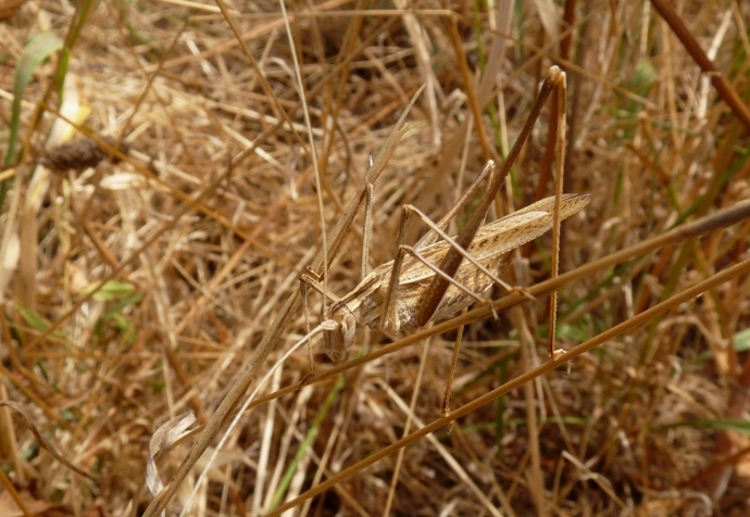 Tylopsis di colore diverso